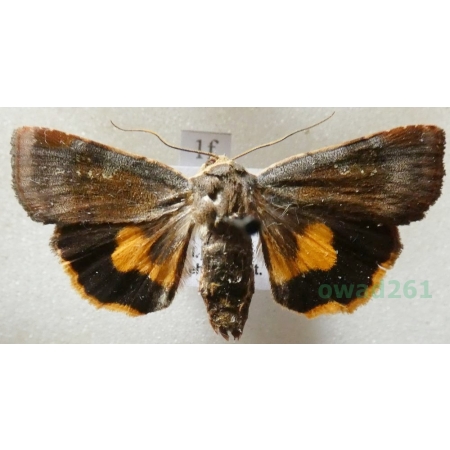 Noctua janthina Denis & Schiffermüller, 1775 Rolnica przepaska Czech1f